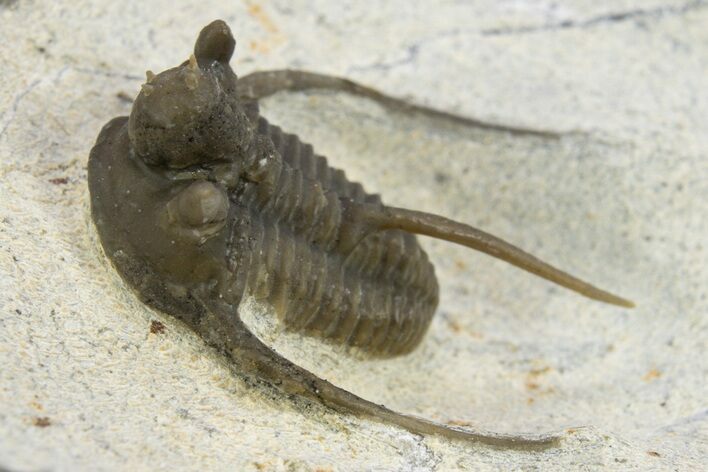 Rare Cyphaspis Eximia With Four Horns #310133